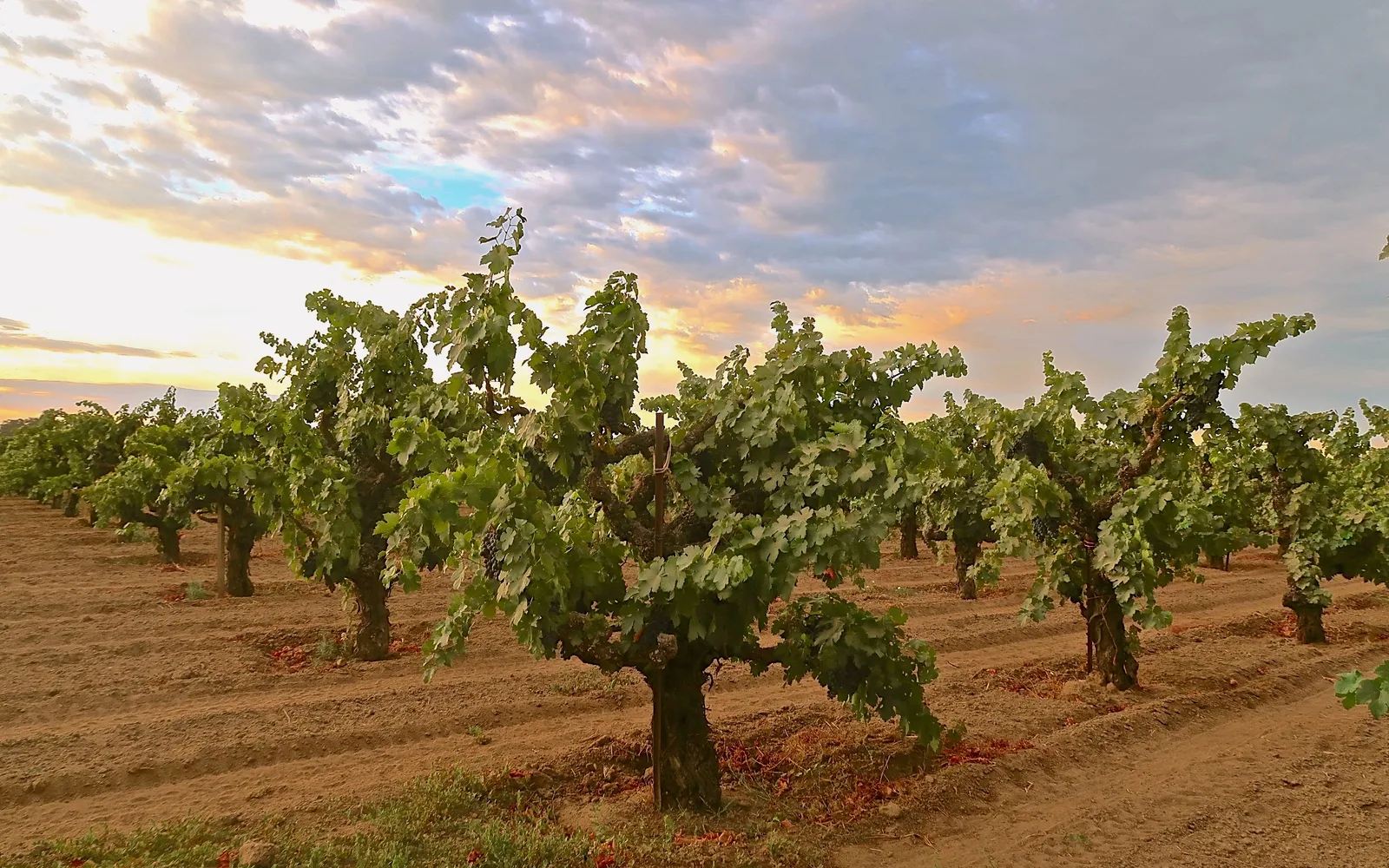 Ancient Cinsaut grapevines at sunset showing green leaves in a vineyard